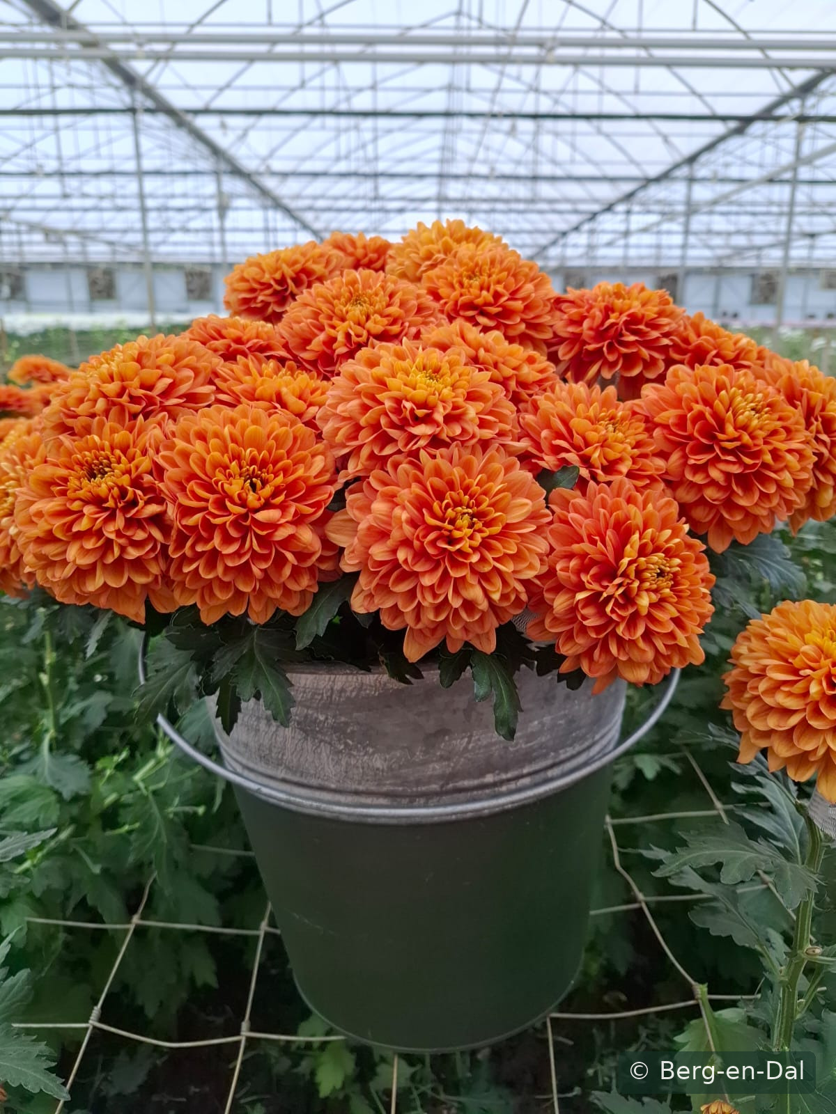 Aperol Orange chrysanthemums