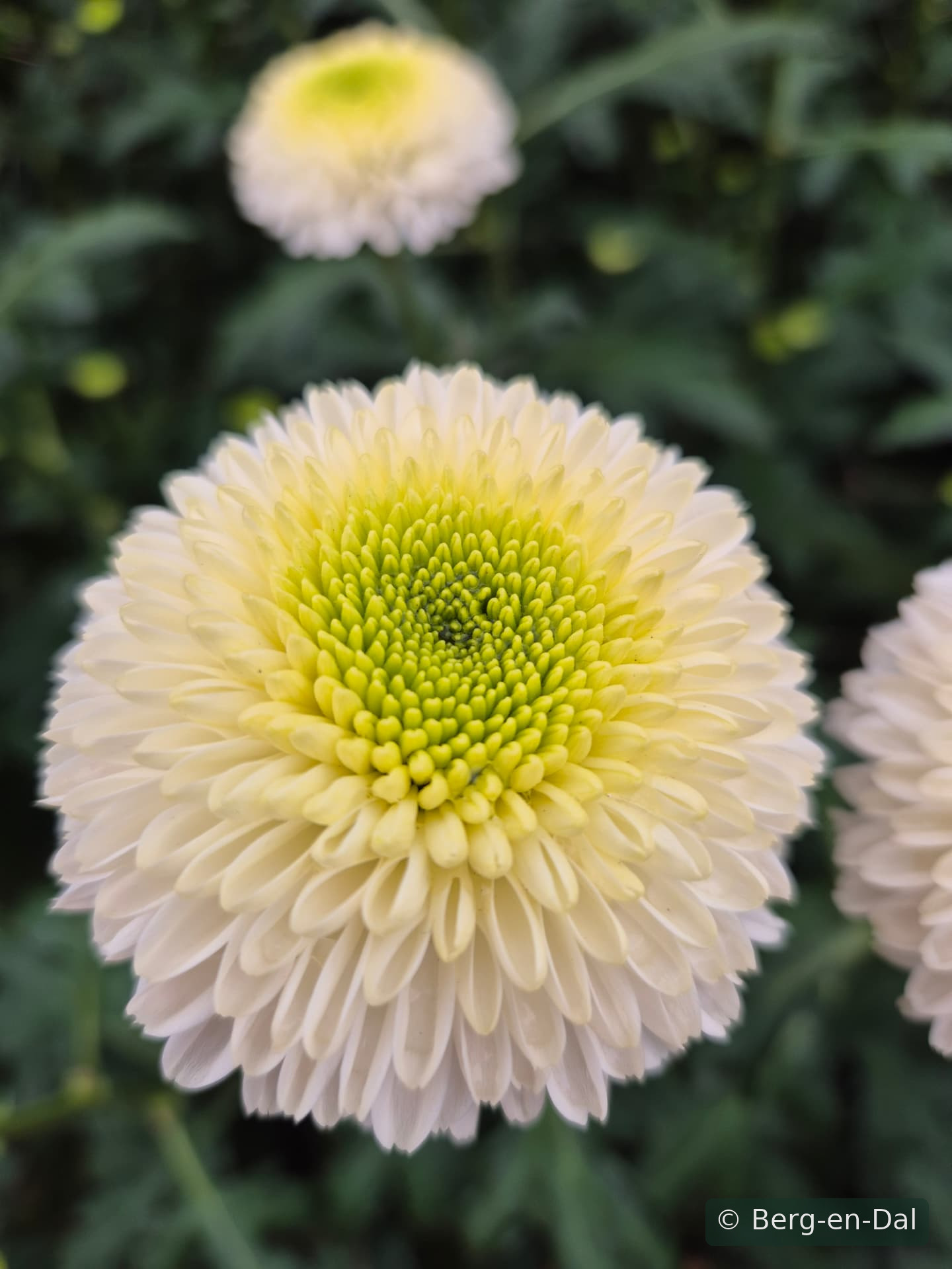 Asta chrysanthemums