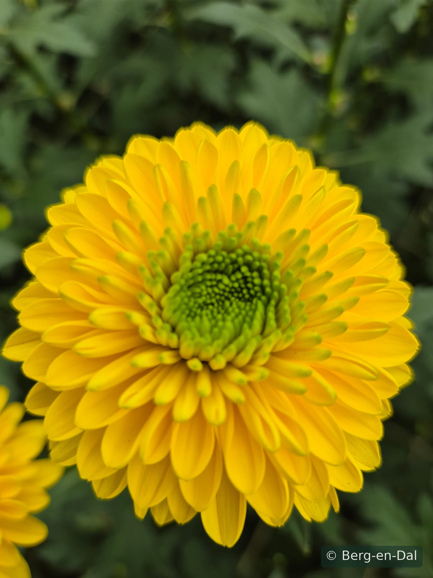 Brasilianna chrysanthemums