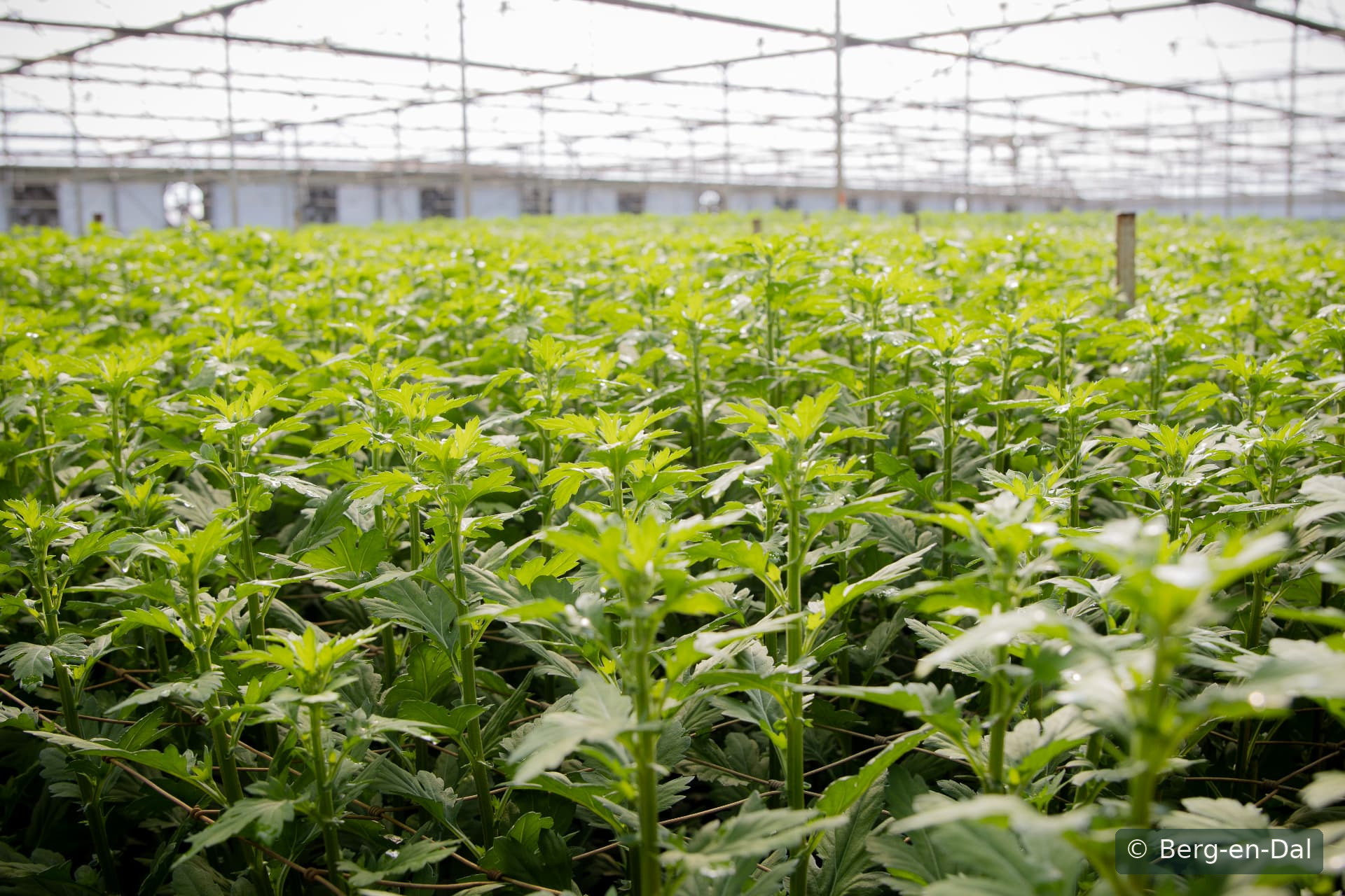 Young green chrysanthemum plants growing under the nets on the farm