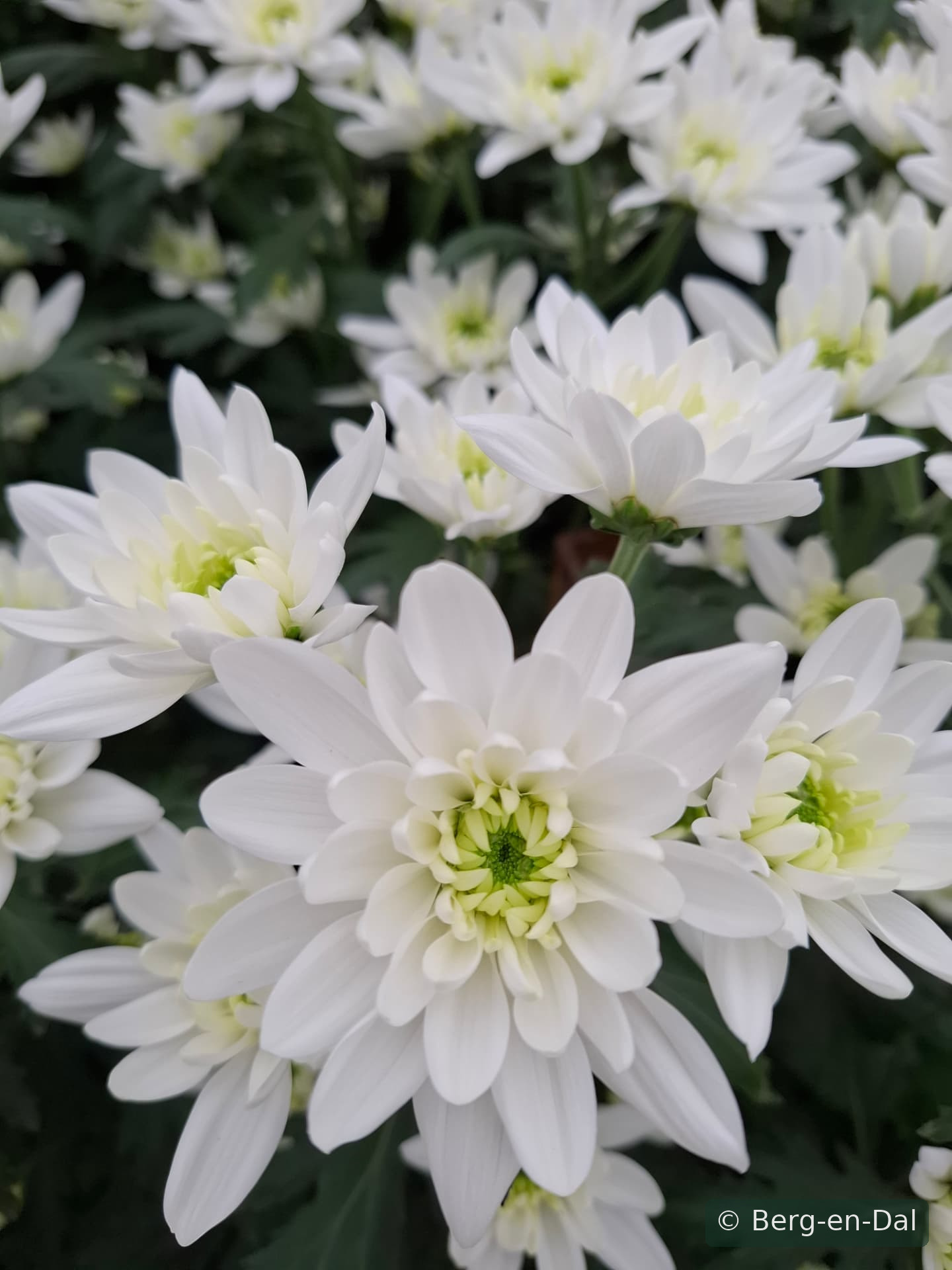 Frozen chrysanthemums