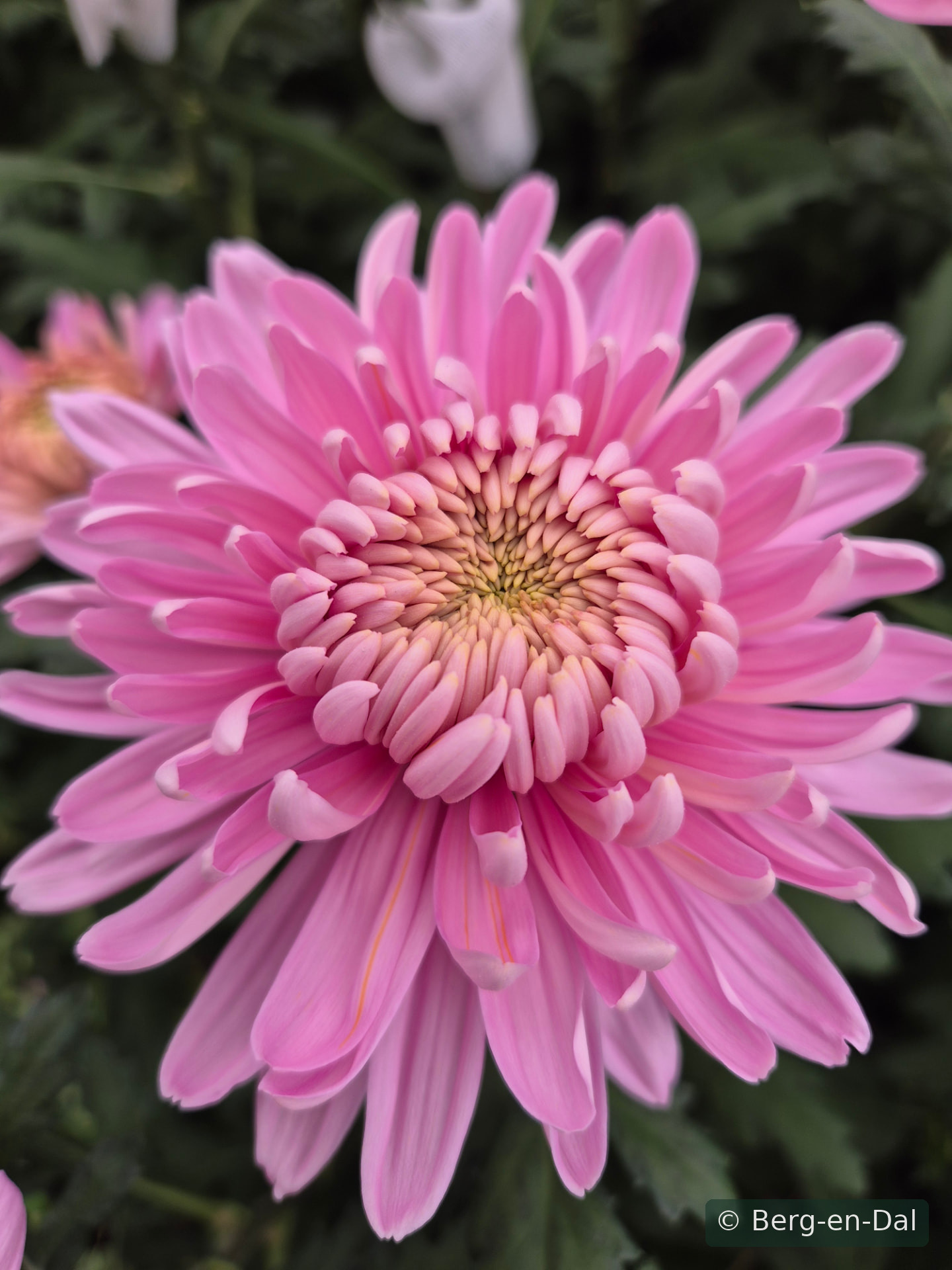 Hornbill chrysanthemums