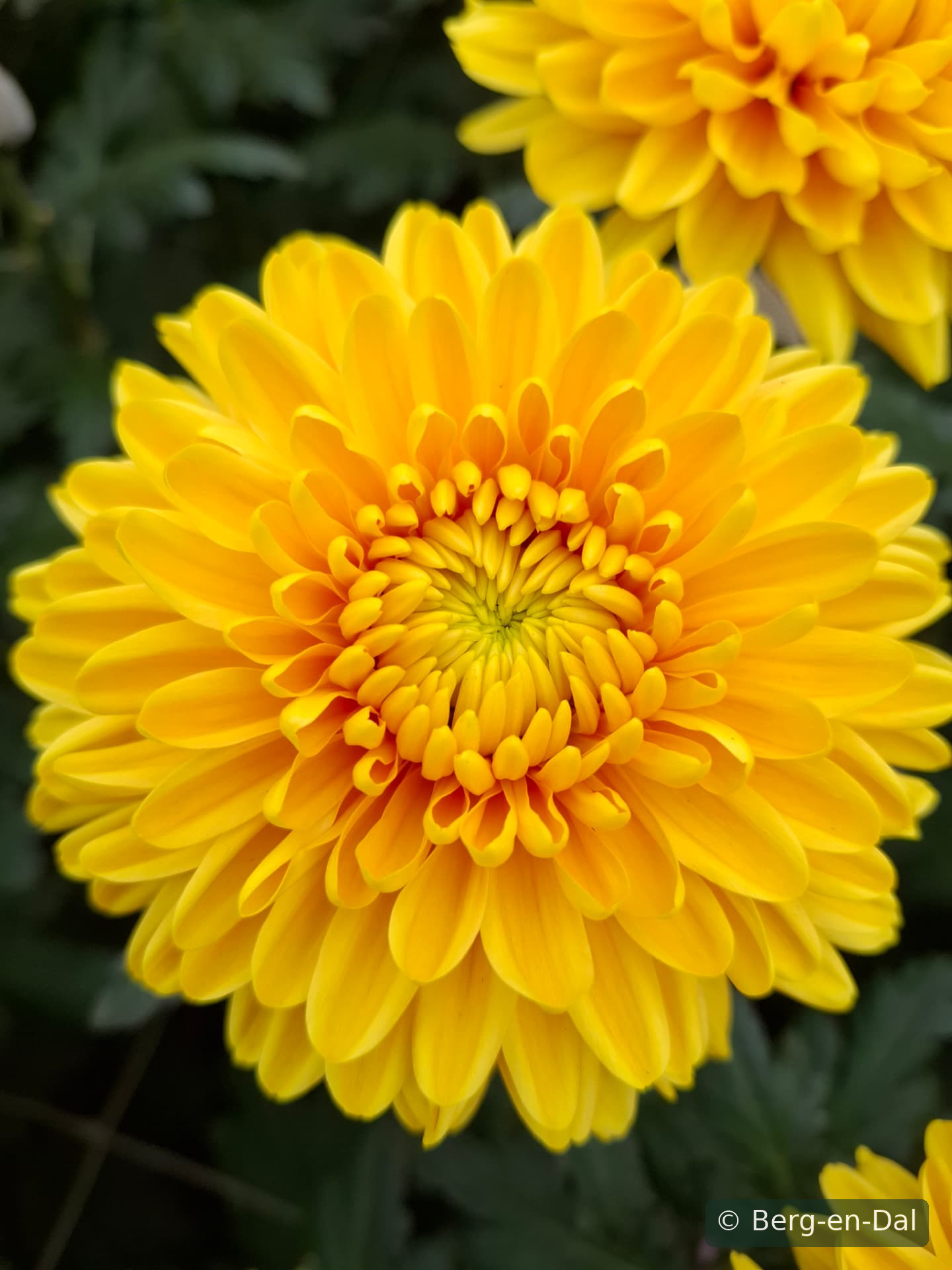 Jay Z Yellow chrysanthemums