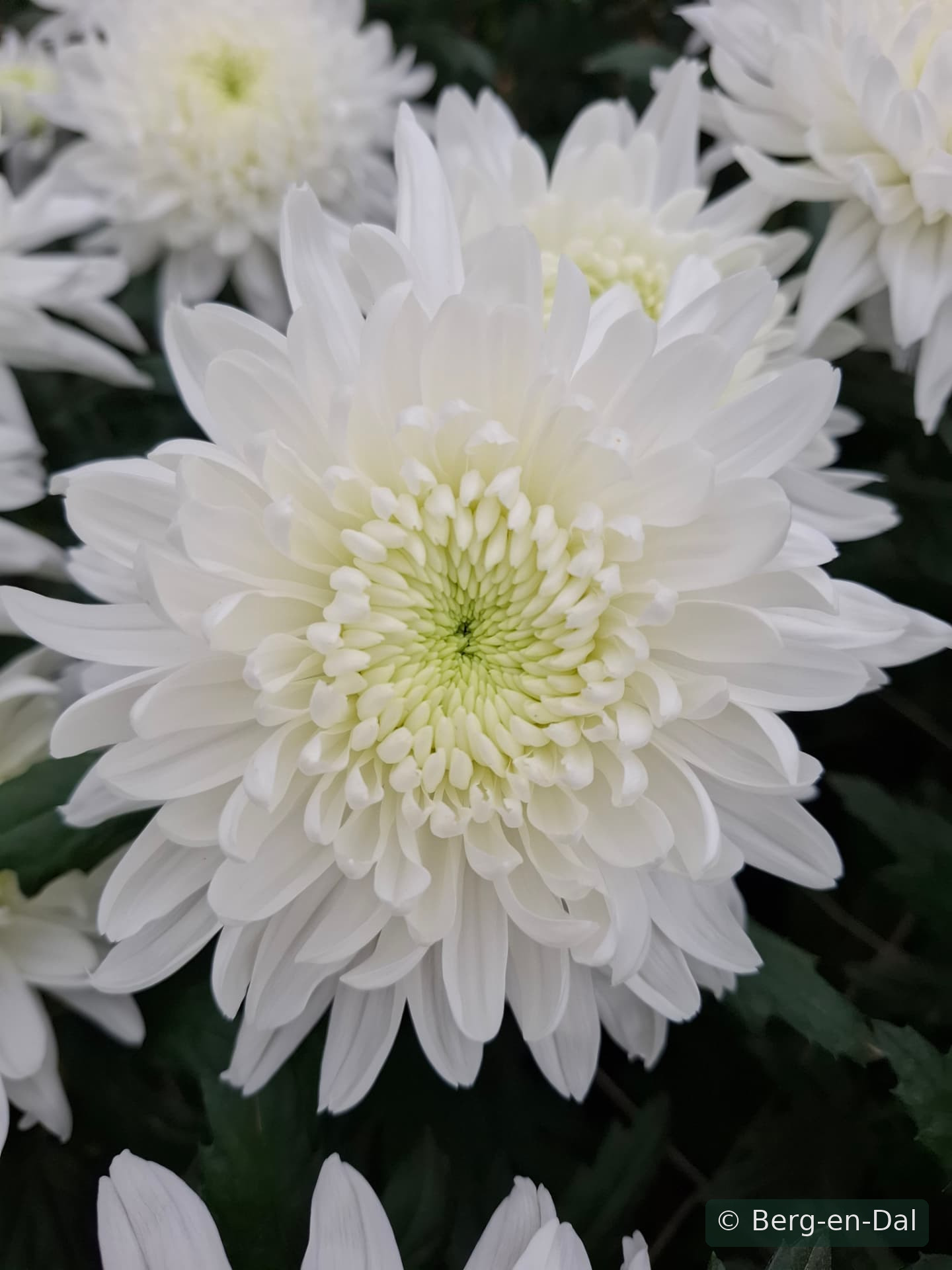 Melian chrysanthemums