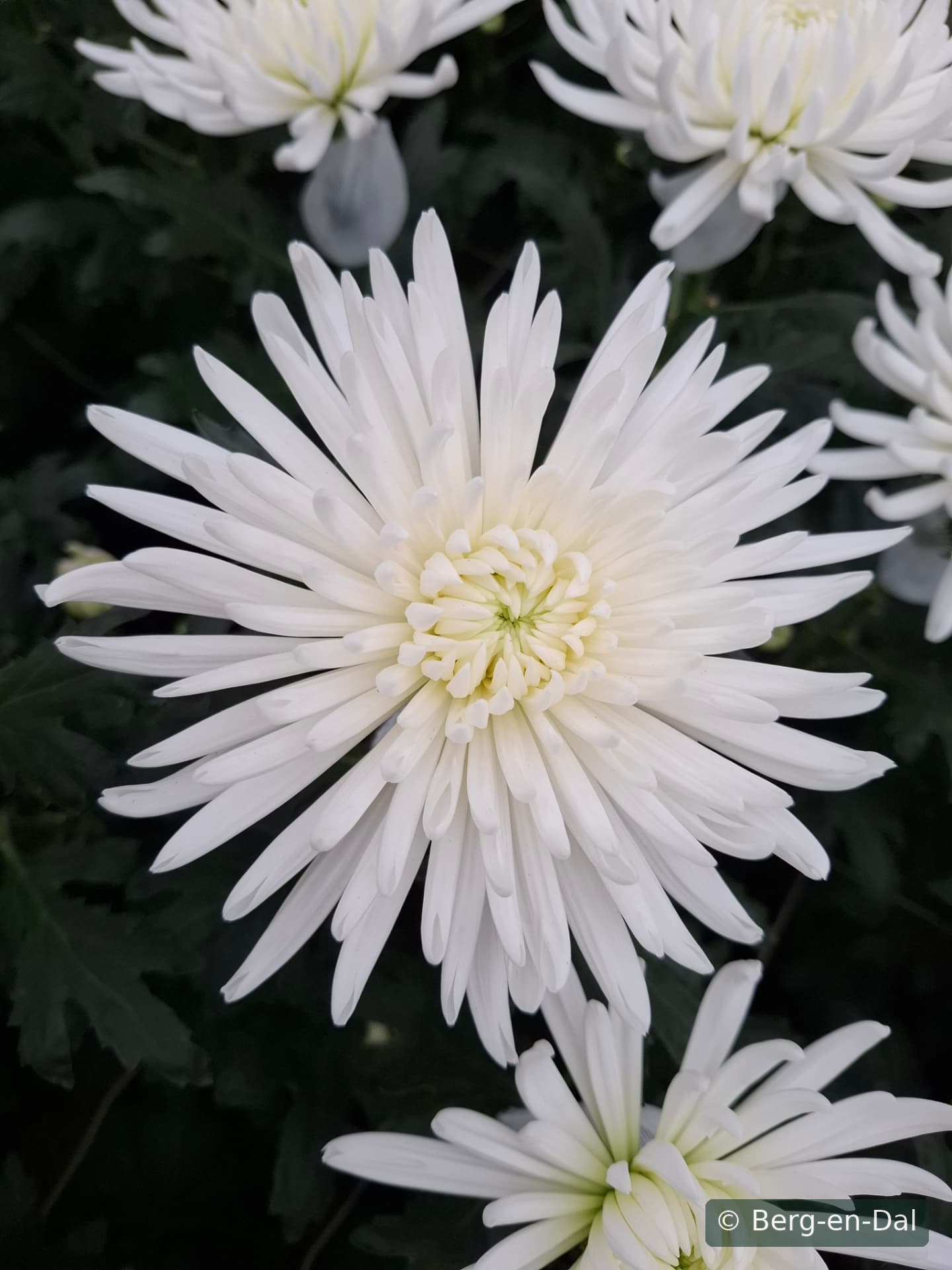 Nivalis chrysanthemums