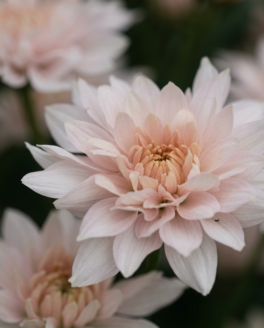 Pastella Rose chrysanthemums