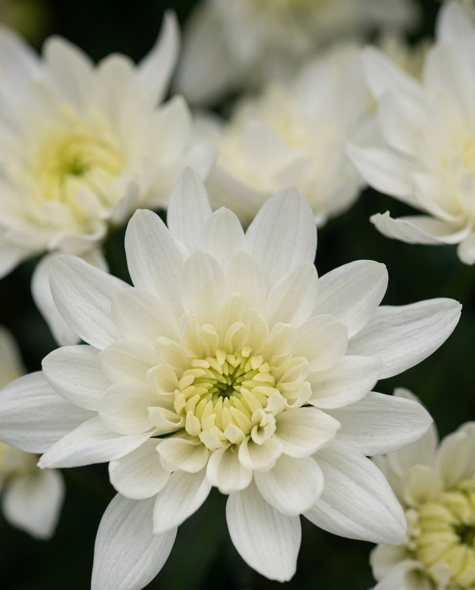 Pina Colada chrysanthemums in a farm bucket