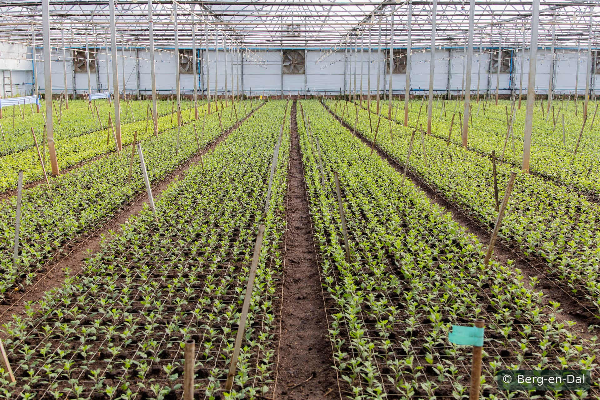 Long rows, supported at Berg-en-Dal