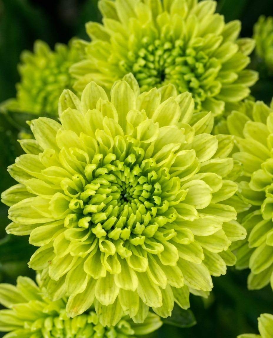 Silva chrysanthemums