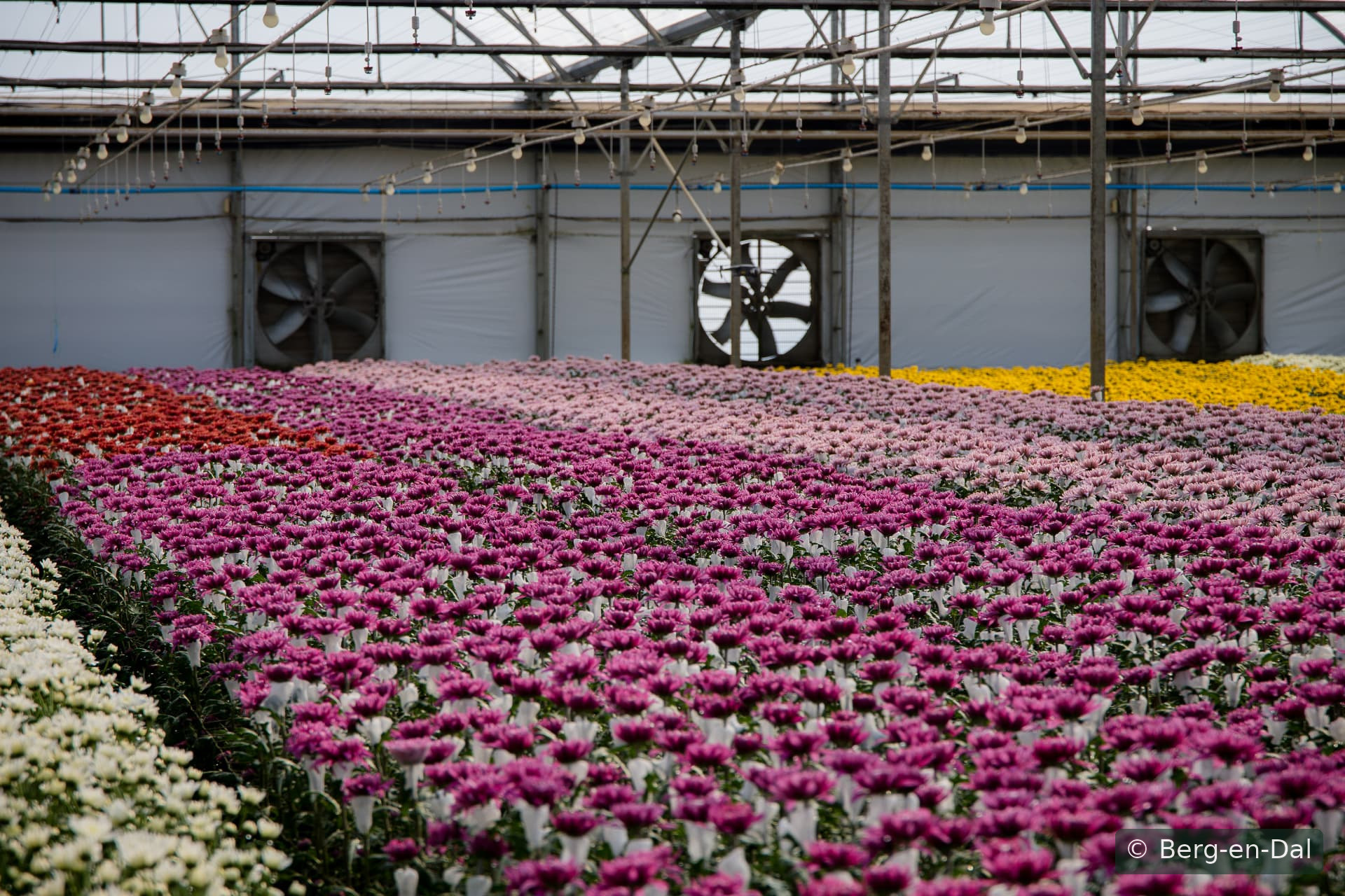 Our tunnels in full colour at Berg-en-Dal