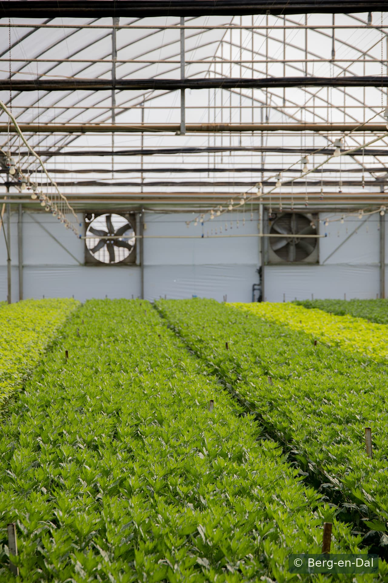 Green and growing at Berg-en-Dal